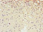 SCRN2 Antibody in Immunohistochemistry (Paraffin) (IHC (P))