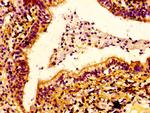 ERGIC2 Antibody in Immunohistochemistry (Paraffin) (IHC (P))