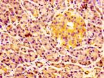 ERGIC2 Antibody in Immunohistochemistry (Paraffin) (IHC (P))