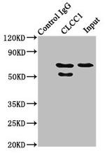 CLCC1 Antibody in Western Blot (WB)