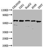 CLCC1 Antibody in Western Blot (WB)