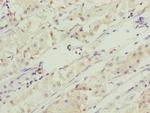 RNF5 Polyclonal Antibody