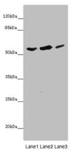 KCNS3 Antibody in Western Blot (WB)