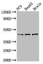 STAC Antibody in Western Blot (WB)