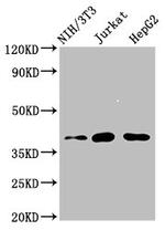 RNF2 Polyclonal Antibody