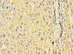 GILZ Antibody in Immunohistochemistry (Paraffin) (IHC (P))