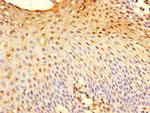 GILZ Polyclonal Antibody
