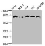 BARD1 Antibody in Western Blot (WB)