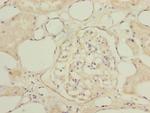 NAPG Polyclonal Antibody
