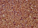 MICU1 Polyclonal Antibody