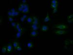 YIPF4 Antibody in Immunocytochemistry (ICC/IF)