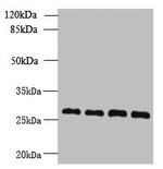 YIPF4 Antibody in Western Blot (WB)