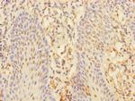CHRNA10 Antibody in Immunohistochemistry (Paraffin) (IHC (P))