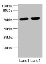 CHRNA10 Antibody in Western Blot (WB)