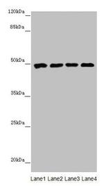 CYP3A43 Antibody in Western Blot (WB)