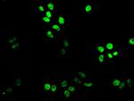 XAB2 Antibody in Immunocytochemistry (ICC/IF)
