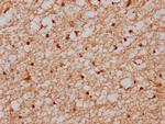 XAB2 Antibody in Immunohistochemistry (Paraffin) (IHC (P))