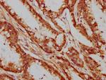 XAB2 Antibody in Immunohistochemistry (Paraffin) (IHC (P))