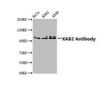 XAB2 Antibody in Western Blot (WB)