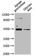 CRD1 Polyclonal Antibody