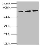 HSPA6 Polyclonal Antibody