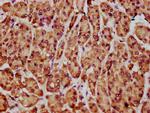 NLN Antibody in Immunohistochemistry (Paraffin) (IHC (P))