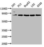 NLN Antibody in Western Blot (WB)