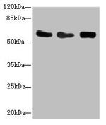 TAIP12 Antibody in Western Blot (WB)