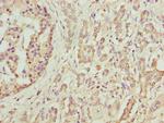 DEFB129 Polyclonal Antibody
