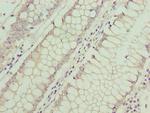 ASB7 Polyclonal Antibody