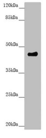 TAPP1 Antibody in Western Blot (WB)
