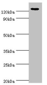 NALP2 Antibody in Western Blot (WB)