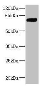 KLHL13 Antibody in Western Blot (WB)