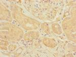 eIF3k Antibody in Immunohistochemistry (Paraffin) (IHC (P))