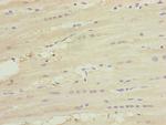MNF1 Antibody in Immunohistochemistry (Paraffin) (IHC (P))