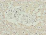 MNF1 Polyclonal Antibody