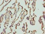 NICN1 Antibody in Immunohistochemistry (Paraffin) (IHC (P))