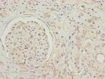 GNB1L Antibody in Immunohistochemistry (Paraffin) (IHC (P))