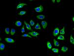 EDG8 Polyclonal Antibody