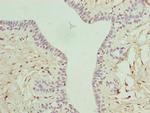 C6orf211 Antibody in Immunohistochemistry (Paraffin) (IHC (P))