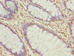 C6orf211 Antibody in Immunohistochemistry (Paraffin) (IHC (P))