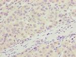 C6orf211 Antibody in Immunohistochemistry (Paraffin) (IHC (P))