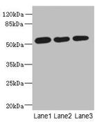 C6orf211 Antibody in Western Blot (WB)
