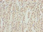 RRAGC Polyclonal Antibody