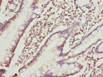 RRAGC Antibody in Immunohistochemistry (Paraffin) (IHC (P))