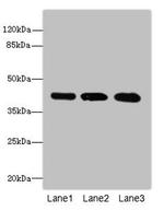 RRAGC Antibody in Western Blot (WB)