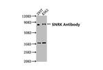 SNRK Polyclonal Antibody
