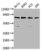 C12orf11 Polyclonal Antibody