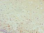 DPP3 Polyclonal Antibody