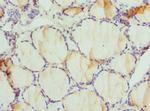 DPP3 Antibody in Immunohistochemistry (Paraffin) (IHC (P))